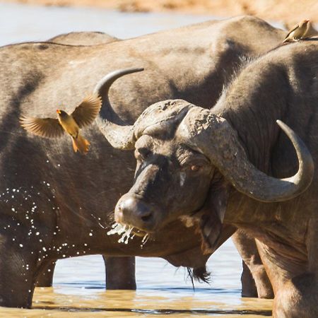 Ximongwe River Camp - Crocodile Cottage Balule Game Reserve Exterior photo