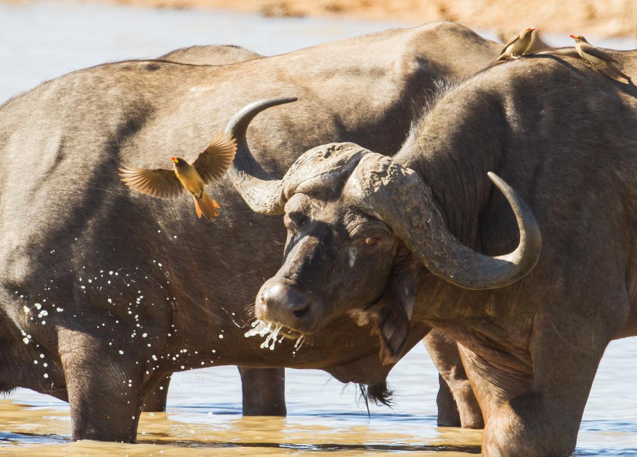 Ximongwe River Camp - Crocodile Cottage Balule Game Reserve Exterior photo