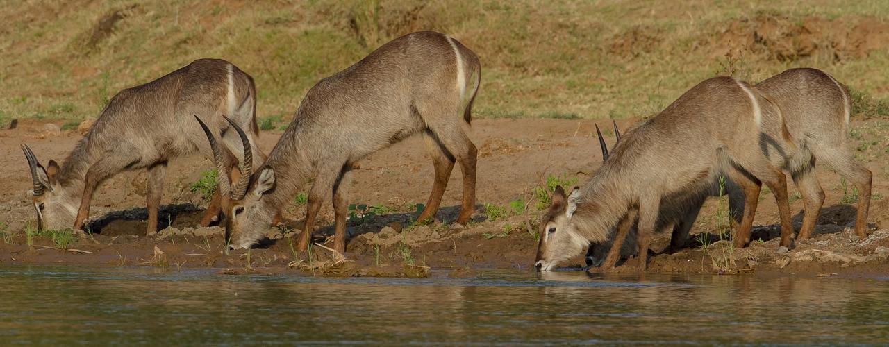 Ximongwe River Camp - Crocodile Cottage Balule Game Reserve Exterior photo