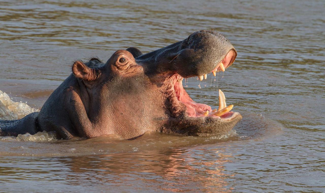 Ximongwe River Camp - Crocodile Cottage Balule Game Reserve Exterior photo