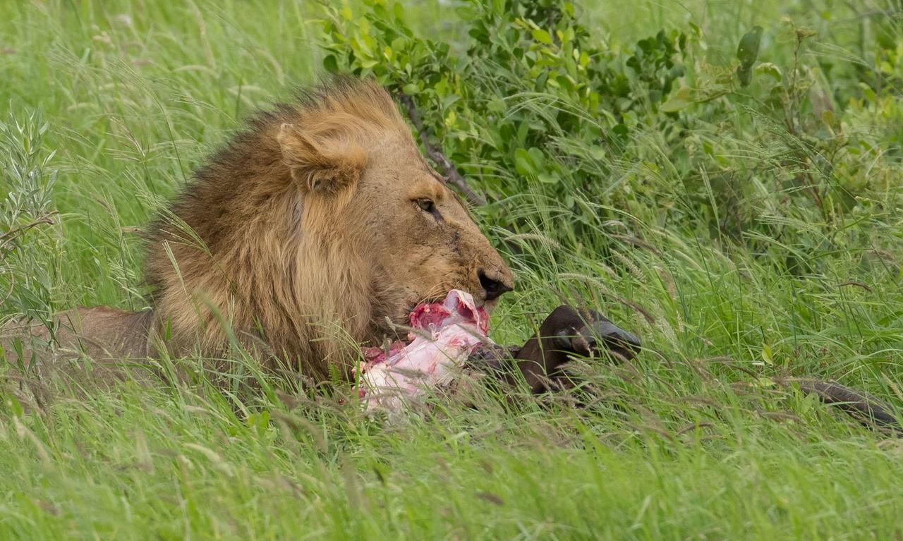 Ximongwe River Camp - Crocodile Cottage Balule Game Reserve Exterior photo