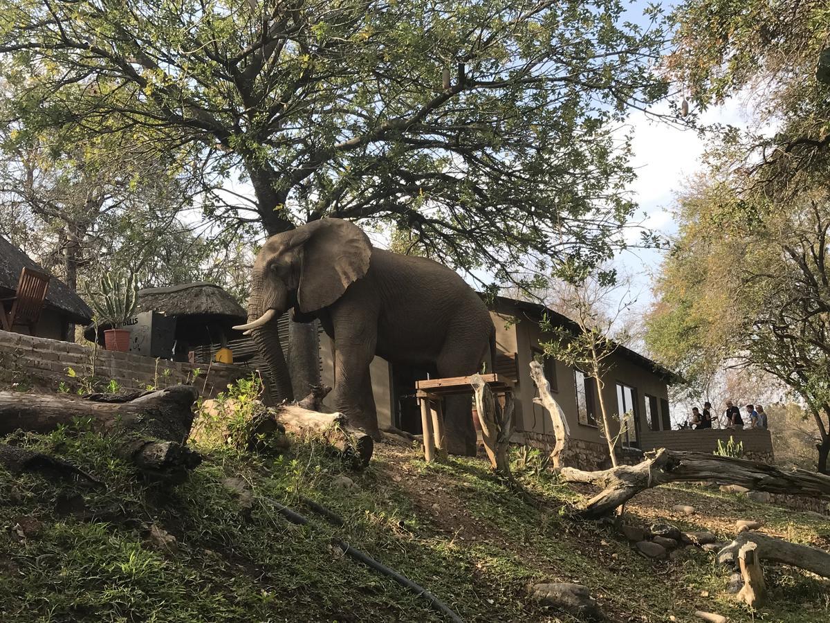 Ximongwe River Camp - Crocodile Cottage Balule Game Reserve Exterior photo